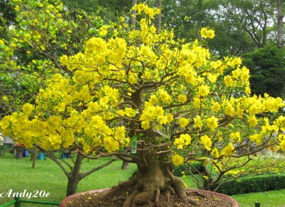 Tặng quà tết Ất Mùi 2015
